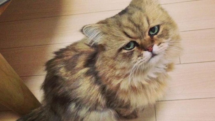 Foo Chan, Kucing Jepang Dengan Ekspresi Wajah Seperti Sedang Kecewa Foo Chan, Kucing Jepang Dengan Ekspresi Wajah Seperti Sedang Kecewa