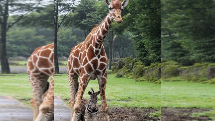 Jerapah di Jepang Lindungi Anak Zebra Dari Guyuran Hujan (1)