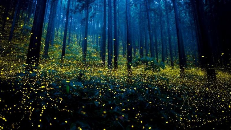 Kunang-kunang Dari Jepang Terekam Dalam Foto-foto Bernuansa Ajaib (1)
