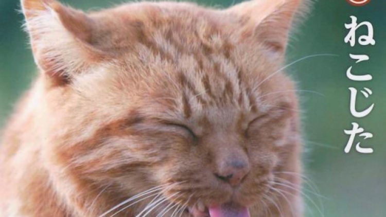 Nekojita, Buku Unik Untuk Para Penggemar Kucing1