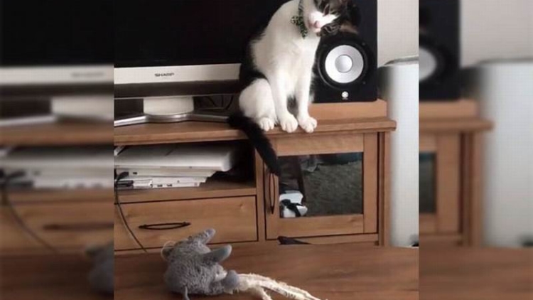 Poporon, Kucing Jepang Yang Kecewa Karena Mainannya Dibersihkan Poporon, Kucing Jepang Yang Kecewa Karena Mainannya Dibersihkan