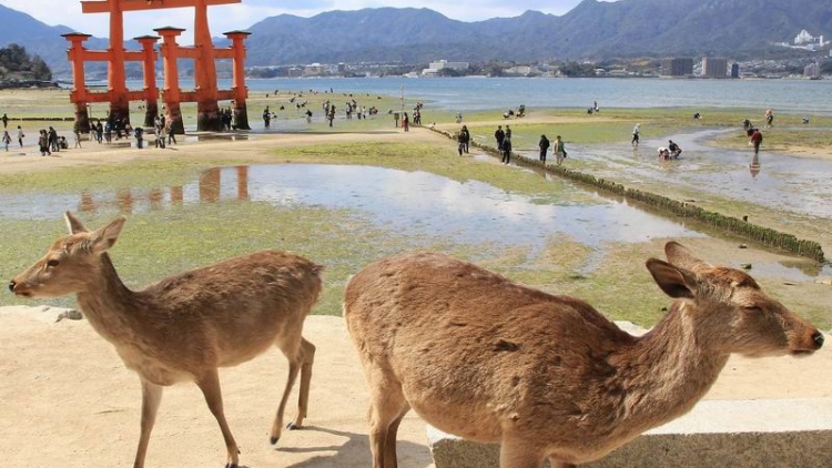 Rusa Jepang di Pulau Miyajima Hidup Damai Bersama Manusia (1) Rusa Jepang di Pulau Miyajima Hidup Damai Bersama Manusia (1)