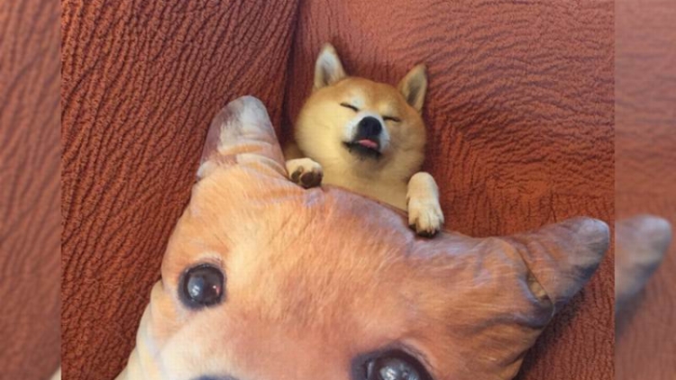 Shiba Inu Tidur Memeluk Bantal Berbentuk Wajah Shiba Inu, Kawaii To The Max! (1) Shiba Inu Tidur Memeluk Bantal Berbentuk Wajah Shiba Inu, Kawaii To The Max! (1)
