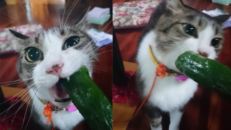 Wow Kucing Jepang ini Gemar Makan Sayuran