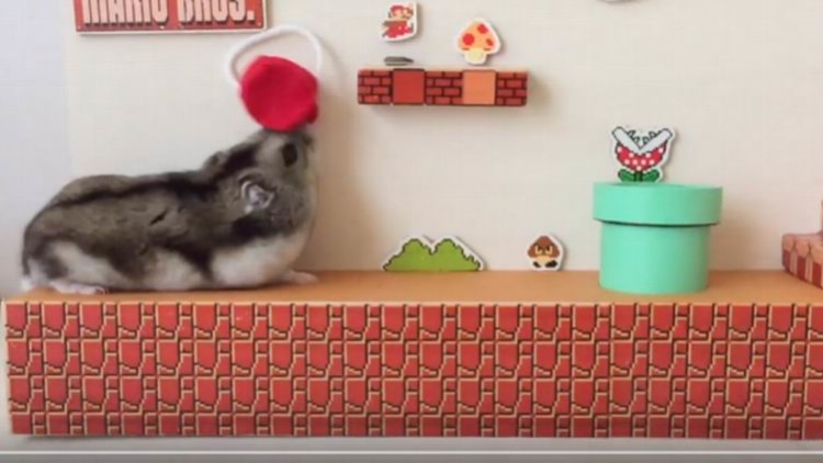 Hamster Jepang Bermain Super Mario Bros., Super Kawaii! (1)