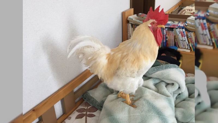 Piyo-chan, Ayam Peliharaan dari Jepang yang Bangunkan Pemiliknya di Pagi Hari Piyo-chan, Ayam Peliharaan dari Jepang yang Bangunkan Pemiliknya di Pagi Hari