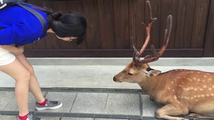 Rusa Jepang Akan Membungkuk Sebagai Pertanda Rasa Hormat