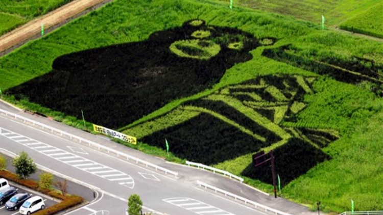 Seni Melukis Sawah di Jepang Tampilkan Maskot Kumamon Seni Melukis Sawah di Jepang Tampilkan Maskot Kumamon