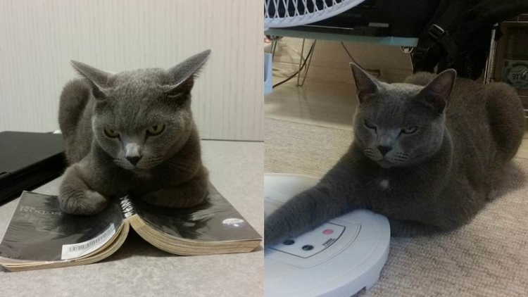 Suzumaro, si Kucing Jepang Berwajah Seram Kembali Melindungi Benda-benda Favoritnya (1)