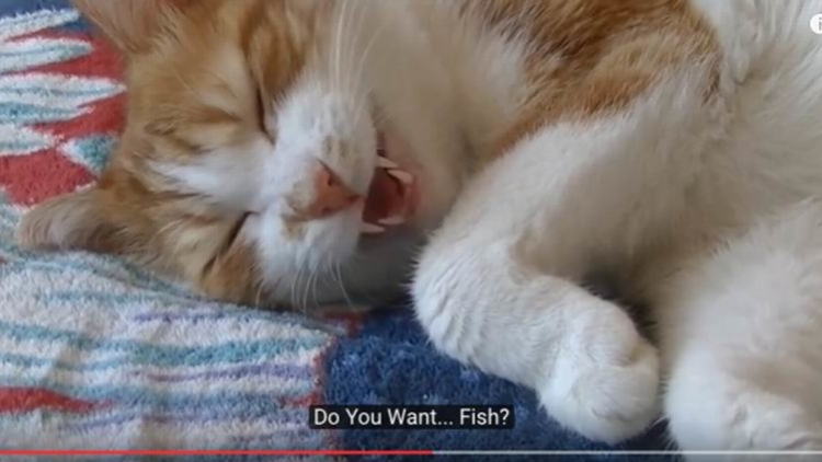 Unik, Kucing Jepang Ini Harus Ditemani Mengobrol Supaya Bisa Tidur! Unik, Kucing Jepang Ini Harus Ditemani Mengobrol Supaya Bisa Tidur!