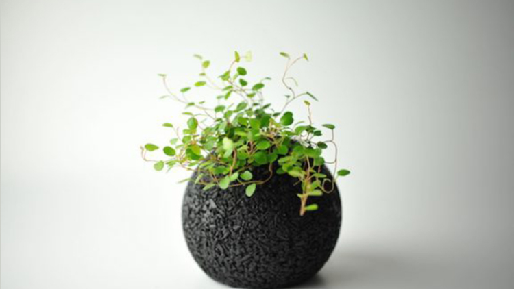 Eco-pochi, Tanaman Hias Unik Penghilang Bau Ruangan