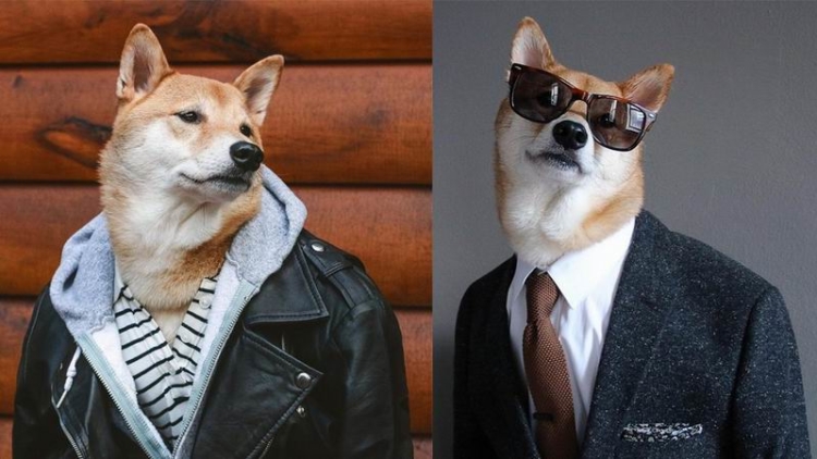 gantengnya-si-bodhi-shiba-inu-yang-populer-di-dunia-maya gantengnya-si-bodhi-shiba-inu-yang-populer-di-dunia-maya
