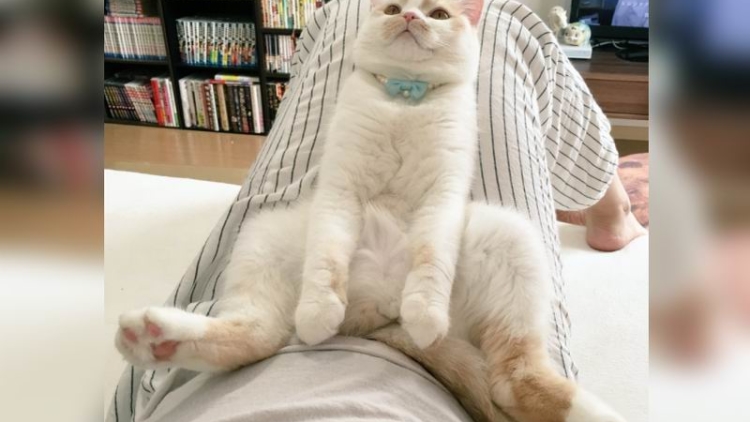 hoippu-kucing-jepang-yang-hobi-nonton-tv-dengan-pose-unik-1