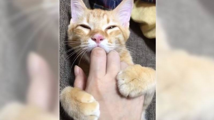 Kawaii! Kucing Jepang ini Gemar Menghisap Jari Pemiliknya 