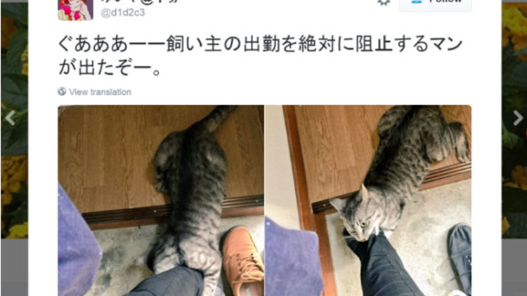 menggemaskan-kucing-ini-memohon-agar-sang-pemilik-tidak-pergi-1