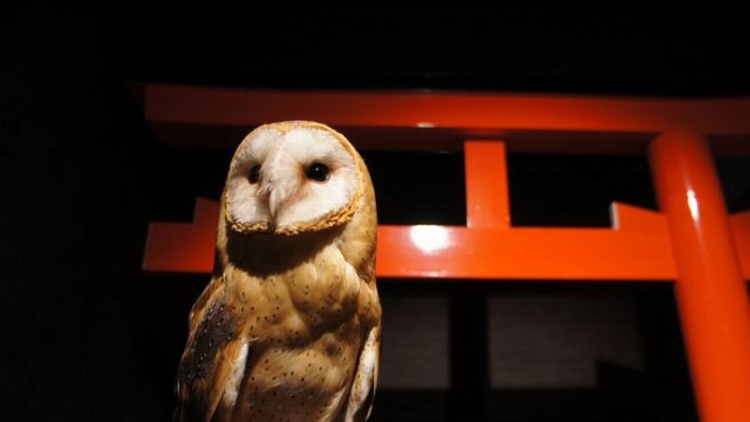 owl-shrine-kafe-burung-hantu-di-jepang-bertema-kuil-1