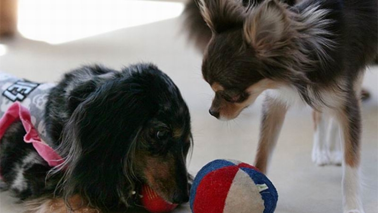 Wow, Ada Taman Kanak-kanak Untuk Anjing di Jepang!
