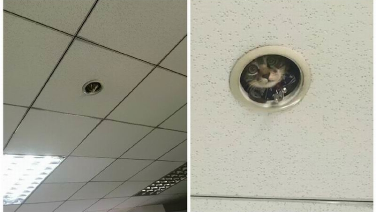 awas-kantor-di-jepang-ini-dilengkapi-dengan-kucing-pengintai awas-kantor-di-jepang-ini-dilengkapi-dengan-kucing-pengintai