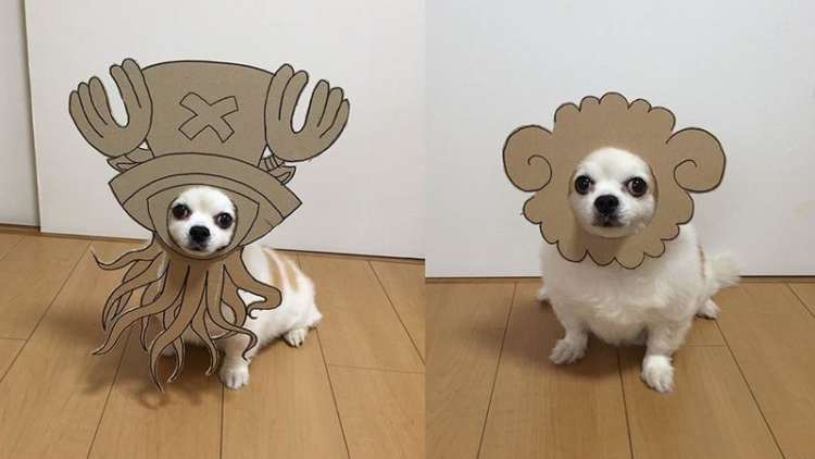 kawaii-anjing-dari-jepang-ini-didandani-jadi-lucu-dengan-kostum-dari-kardus