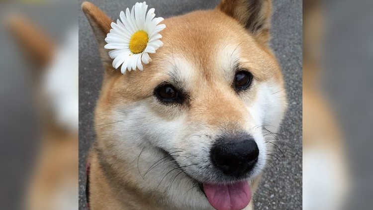 si-anjing-doge-dari-lovely-muuuuuuuco-akan-merilis-photobook si-anjing-doge-dari-lovely-muuuuuuuco-akan-merilis-photobook