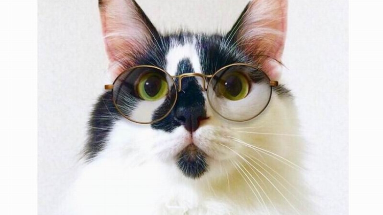 sora-kucing-jepang-yang-memiliki-penampilan-seperti-cerdas-bijaksana