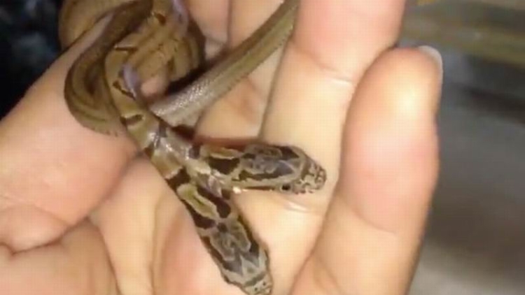 wah-ada-ular-berkepala-dua-ditemukan-hidup-di-osaka-1