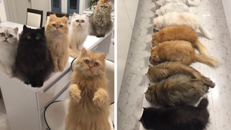 wanita-jepang-pelihara-12-kucing-persia-jadi-populer-di-dunia-maya wanita-jepang-pelihara-12-kucing-persia-jadi-populer-di-dunia-maya