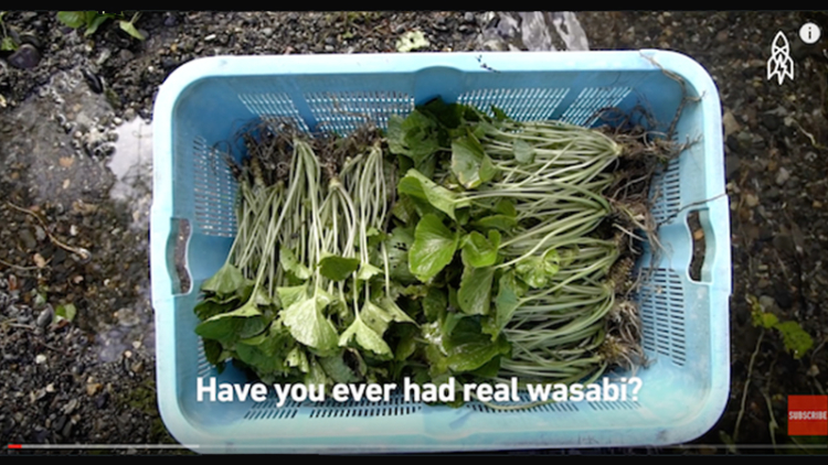 wasabi-yang-biasa-dimakan-ternyata wasabi-yang-biasa-dimakan-ternyata