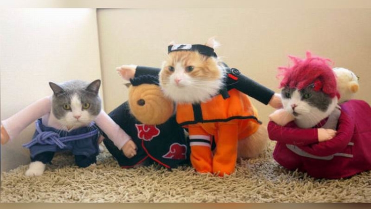 kawaii-kafe-kucing-di-jepang-tampil-kucing-kucing-yang-ber-cosplay-2 kawaii-kafe-kucing-di-jepang-tampil-kucing-kucing-yang-ber-cosplay-2