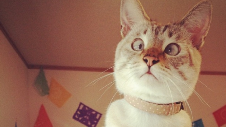 lucunya-kucing-juling-dari-jepang-hebohkan-dunia-maya-1