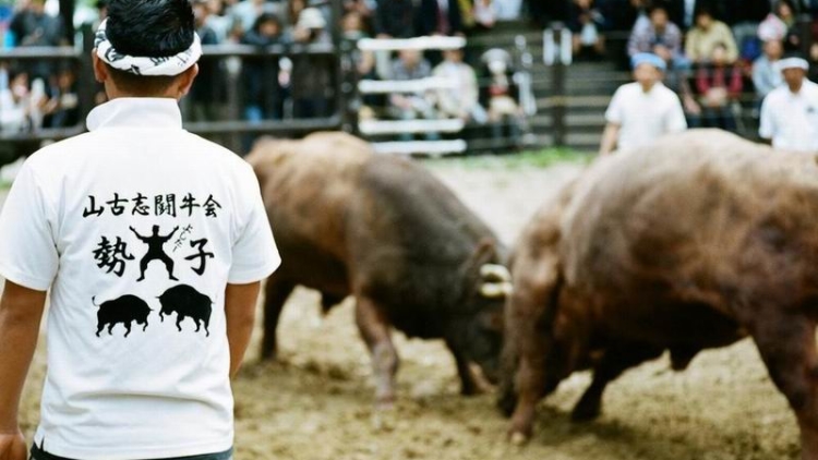 tsunotsuki-tradisi-adu-banteng-di-desa-yamakoshi