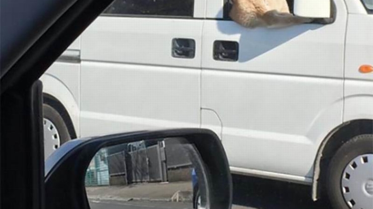 Pengemudi Mobil di Jepang ini Mencuri Perhatian Para Pengguna Twitter (1)