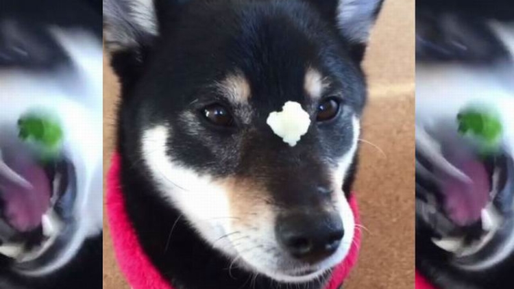 Sugoi! Shiba Inu Ini Bisa Menangkap Makanan di Hidungnya Tanpa Gunakan Kakinya!