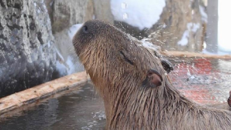 Kapibara di Jepang Mandi 4 Jam, Hibur Para Pengunjung Kebun Binatang (1)
