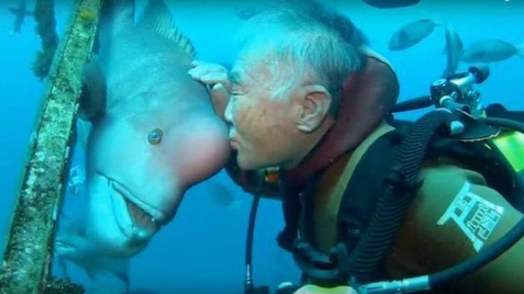 Mengharukan, Penyelam Jepang Bersahabat Dengan Ikan Laut Selama 25 Tahun! (1)