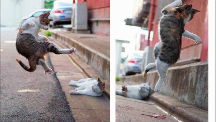 Nora Neko Ken, Photobook Kucing Jepang Dengan Aneka Pose Kocak (3)