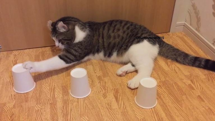 Sugoi, Kucing Jepang ini Pandai Bermain Tebak-tebakan Shell Game! Sugoi, Kucing Jepang ini Pandai Bermain Tebak-tebakan Shell Game!