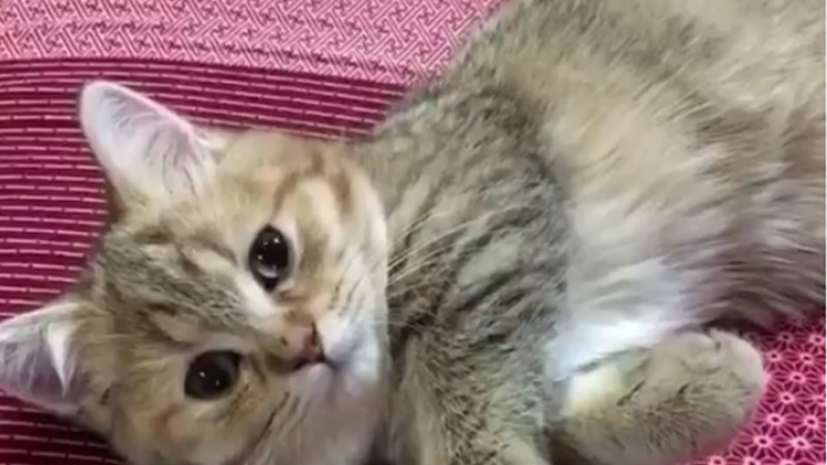 Wah Lucunya! Kucing Ini Bisa Bermain Janken!