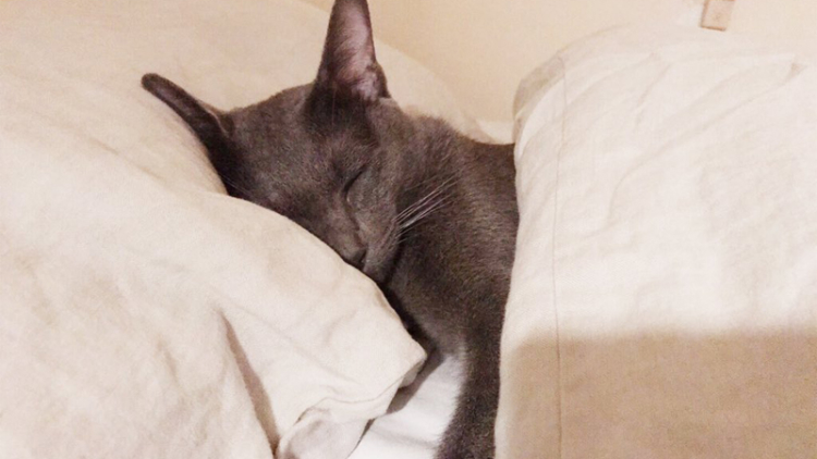 Kawaii! Kucing Ini Tidur Seperti Manusia