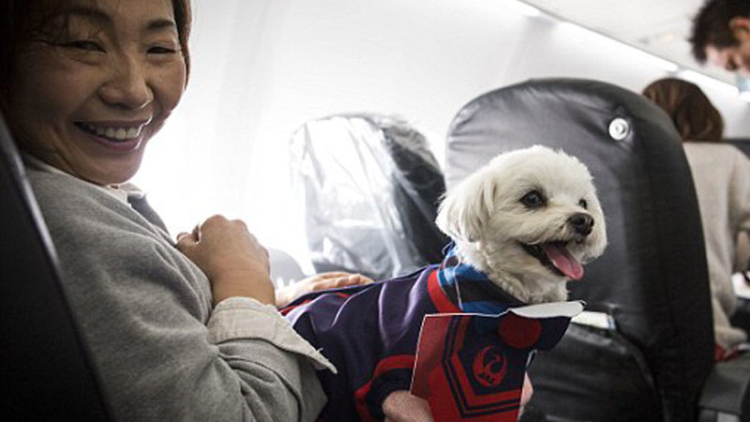Waw, Maskapai Jepang Buka Layanan Terbang Bersama Anjing Peliharaan