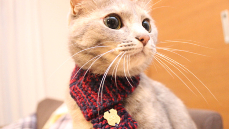 Hangatkan Kucingmu dengan Cat Scraft Stylist Ini