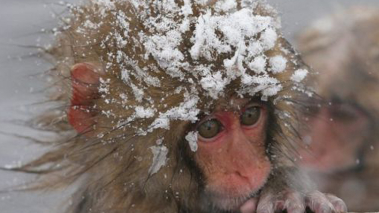 57 Monyet Salju di Jepang di Suntik Mati Karena Membawa Gen Alien