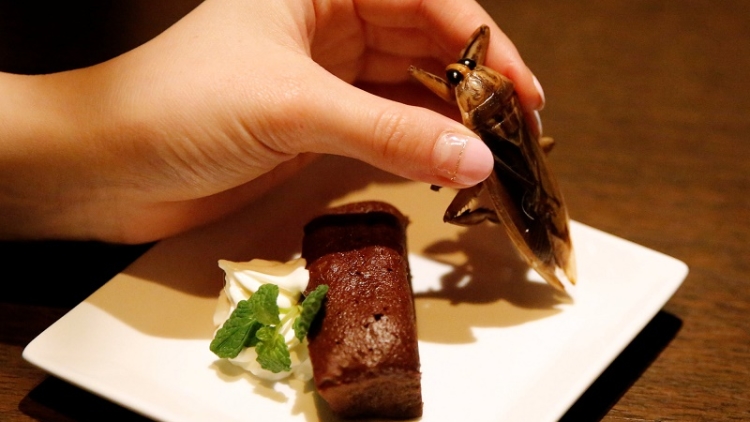 A chocolate cake with a whipped cream containing juice of  water bug and a water bug are pictured at a bar in Tokyo A chocolate cake with a whipped cream containing juice of  water bug and a water bug are pictured at a bar in Tokyo