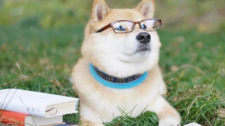 5 Anjing Peliharaan di Jepang Yang Paling Terkenal (1)