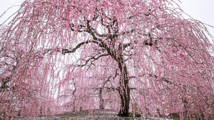 Dua Fotografer Abadikan Keindahan Mekarnya Bunga Plum di Jepang