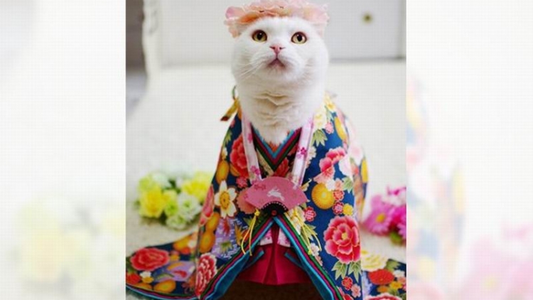 Hewan Peliharaan di Jepang Ikut Merayakan Hina Matsuri (1) Hewan Peliharaan di Jepang Ikut Merayakan Hina Matsuri (1)