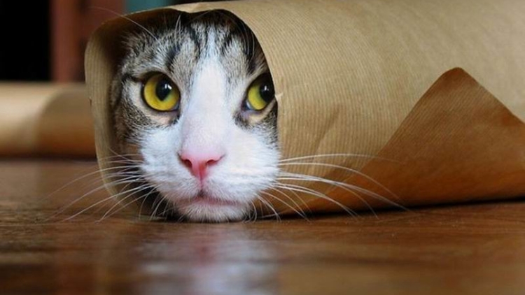 Inilah Jenis Kucing di Jepang Yang Jadi Favorit Banyak Orang (1)