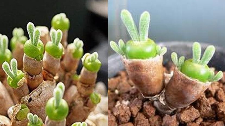 Tanaman Sukulen Berbentuk Kelinci Buat Netizen Jepang Gemas, Kawaii! Tanaman Sukulen Berbentuk Kelinci Buat Netizen Jepang Gemas, Kawaii!