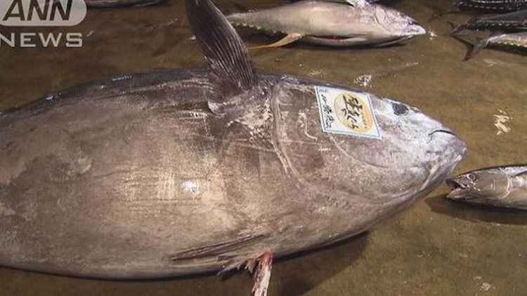 Wow, Ikan Tuna Raksasa Seberat 450 Kilogram Tertangkap di Wakayama, Jepang! Wow, Ikan Tuna Raksasa Seberat 450 Kilogram Tertangkap di Wakayama, Jepang!