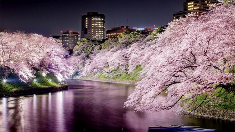 Cantiknya Bunga Sakura Di Jepang Pada Malam Hari Bagai Di Dalam
